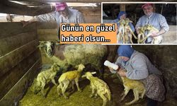 Koyun dördüz doğurdu: Çiftçinin yüzünü güldüren doğum