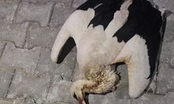 Hanönü'de yüksek gerilim hattına kapılarak telef oldu