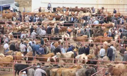 Kastamonu hayvan pazarlarında yoğunluk başladı