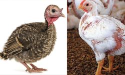 Kastamonu'da besiciye destek: Etlik civciv ve siyah hindi temini yapılacak