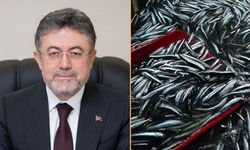 Kastamonulu Bakan, hamsi sezonunu değerlendirdi: Tam 245 bin tonluk rekor