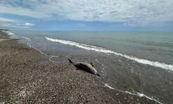 Karadeniz sahilinde endişelendiren manzara: Ölü yunuslar kıyıya vuruyor