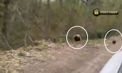 Kastamonu’da yaban hayatı kamerada: Karaca ve ayı ailesi görüntülendi