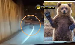 Kastamonu’da ayı sokaklarda gezintiye çıktı!