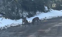 Kastamonu’da doğal hayat: Geyikler su içerken görüntülendi