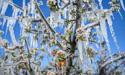 Kastamonu'da zirai don alarmı: Çiftçiler için kritik 5 gün başlıyor!