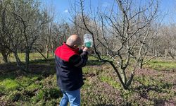 Kastamonu'da can sıkıcı böceğe tuzak