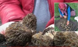 Servet kazandırıyor: Kilosu bin 500 lira!