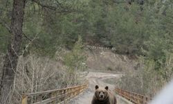 Kastamonu’da ayılar uyanmaya başladı