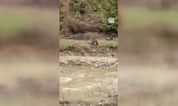 Kastamonu'da dere kenarına inen ayı görüntülendi
