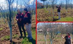 Kastamonu’da don riski ve çiçeklenme süreci mercek altında