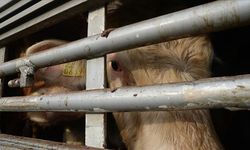 Kastamonu’da hayvan nakillerinde refah için eğitim düzenlenecek