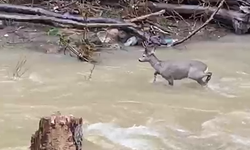 Kastamonu'da karacanın zorlu geçişi kamerada