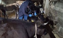 Kastamonu’da köy köy şap aşısı uygulaması sürüyor