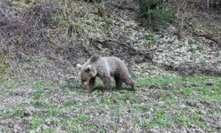 Kastamonu'da ormanda beslenen ayılar görüntülendi