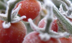 Kastamonu'da üreticiler için kritik uyarı yapıldı!