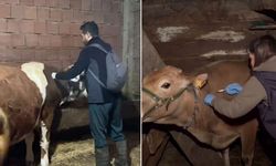 Kastamonu'da veteriner hekimler köy köy gezerek hayvanları aşılıyor