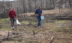 Kastamonu'da yanan ormanlarda mantar bolluğu: Gelir kapısı oldu!
