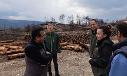 Kastamonu'da yoğun mesai: Orman çalışmaları denetimde