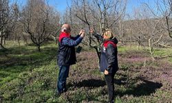 Kastamonu’nun başına bela olmuştu: Sahadaki mücadele sürüyor