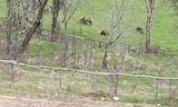 Kastamonu'nun ilçesinde 3 bozayı görüntülendi