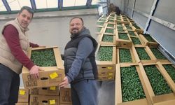 Kastamonu'nun ilçesinde çiftçilere yüzde 75 hibeli 147 bin fide desteği!