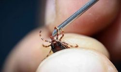 Kene kabusu geri döndü: 2 kişi tedavi altında