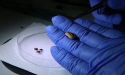 Kastamonu ve bölgesinde de görülüyor: Kayıt altına alındılar