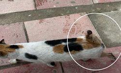 Taşköprü’de ‘Artık bu caniliğe son verilsin’ çağrısı!