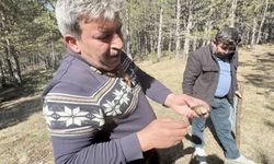 Kastamonu ormanlarında bereket: Kilosu 1.000 Lira!