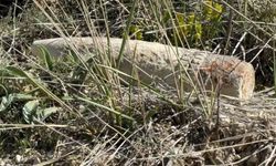 Mantar toplamaya çıktı, patlamamış mühimmat buldu