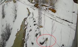 Nefes kesen kovalamaca! Kurt tavşanı kovaladı: O anlar kamerada!