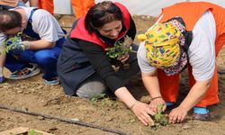 Kastamonu Kadı Dağı’nda anlamlı tarım etkinliği