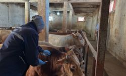 Şap aşısı kampanyası 23 köy ve 4 mahallede başarıyla tamamlandı