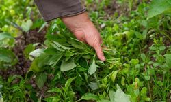 'En Sağlıklı Sebze' tartışmasına bilimsel nokta: Zirvede sürpriz bir yeşillik var