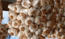 Tarım ve Orman Bakanlığı paylaştı: Taşköprü sarımsağı sınırları aştı!