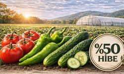 Taşköprü'de üreticilere yüzde 50 hibeli sebze fidesi!