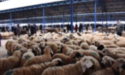 Taşköprü’de hayvan alım satımında dikkat: Kaymakamlıktan kritik uyarı