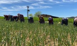 Taşköprü sarımsağında kazma zamanı: Tarlalarda yoğun mesai başladı