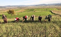 Taşköprü'de kadınlardan sarımsağa bakım mesaisi