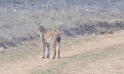 Kastamonu ormanlarında nadir görülen vaşak görüntülendi