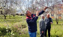 Kastamonu’nun ilçesinde zirai don sonrası sevindiren tablo