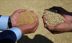 Üreticiye önemli duyuru: TMO Kastamonu arpa satış tarihlerini açıkladı