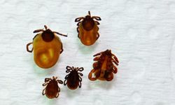 Uzmanından uyarı! Kar yağışı keneleri yok etmiyor: Soğukta bile aktif kalıyorlar!