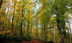 Veriler açıklandı: Türkiye genelinde Karabük 1'inci Kastamonu 3'üncü sırada yer aldı!