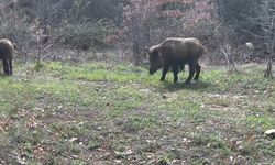 Yaban hayatı fotokapanla görüntülendi