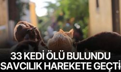 Çöp konteynerinde 33 ölü kedi tespit edildi: Soruşturma başlatıldı