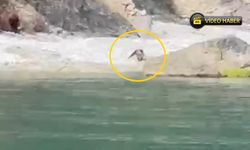 Kastamonu’da sahilde misafir var: Sahile inen ayı balık avladı!