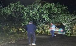 Şiddetli fırtına: Ağaçlar otomobillerin üzerine devrildi