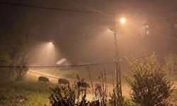Devrekani’de gece saatlerinde panik! Domuz sürüsü ortaya çıktı